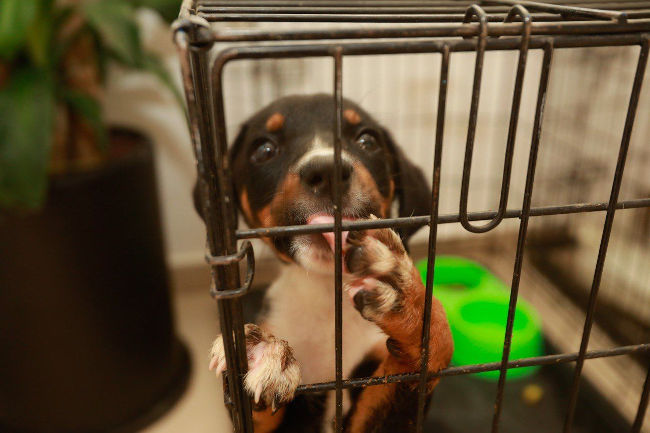 Perros en adopción Querétaro - Dirección de Protección, Cuidado y Control Animal