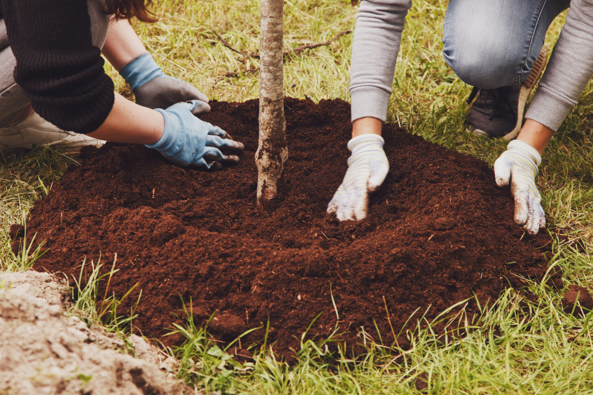 Adopta un Árbol - Municipio de Querétaro