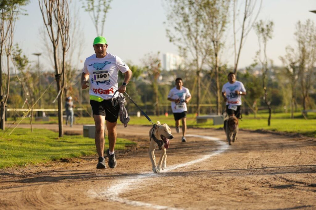 Imagen de Gran éxito de la Carrera Canina P-Run 2024 en La Queretana 2