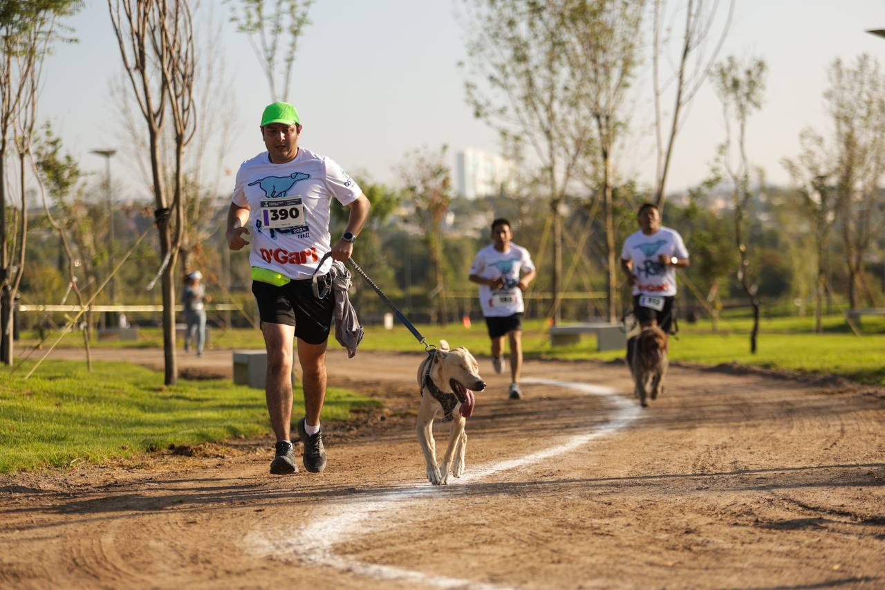 Imagen de Gran éxito de la Carrera Canina P-Run 2024 en La Queretana 1