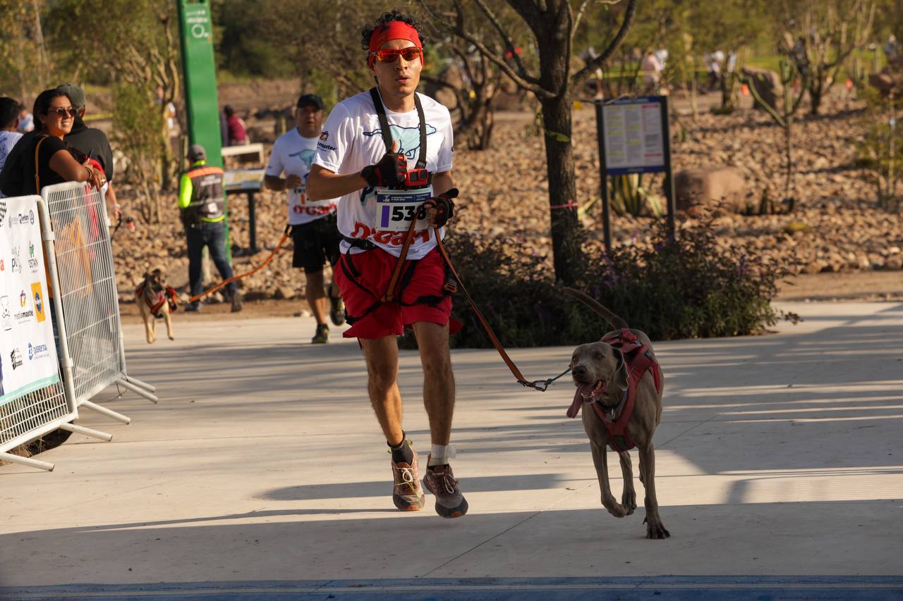 Imagen de Gran éxito de la Carrera Canina P-Run 2024 en La Queretana 2