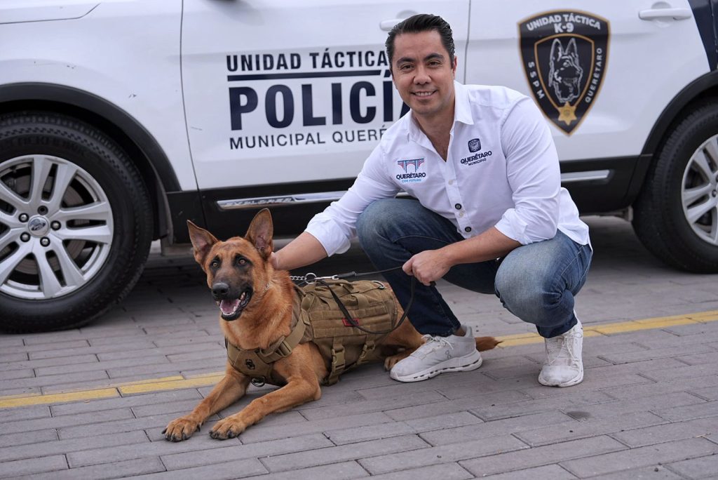 Imagen de Incorpora Felifer Macías 12 nuevos caninos al grupo K9 2