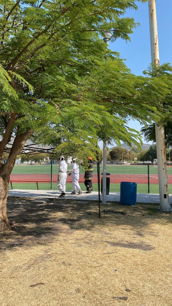 Imagen de Atiende Municipio de Querétaro incidente con abejas en el Parque Bicentenario 2