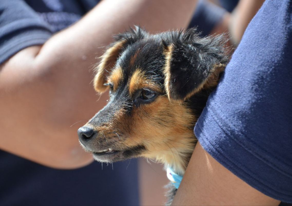 Imagen de Realiza Secretaría de Bienestar Animal Mega Jornada de Esterilización en colonias, barrios y comunidades 2