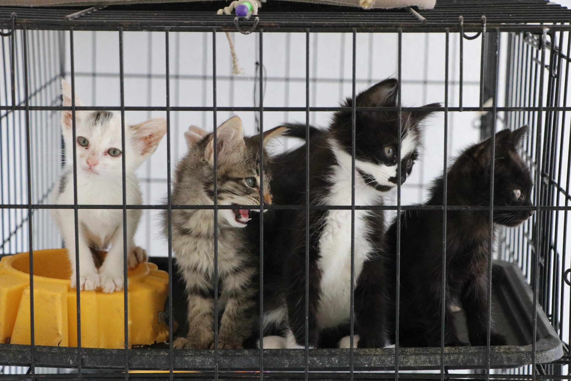 Imagen de 181 animales de compañía esterilizados durante las jornadas gratuitas de la Secretaría de Bienestar Animal 1