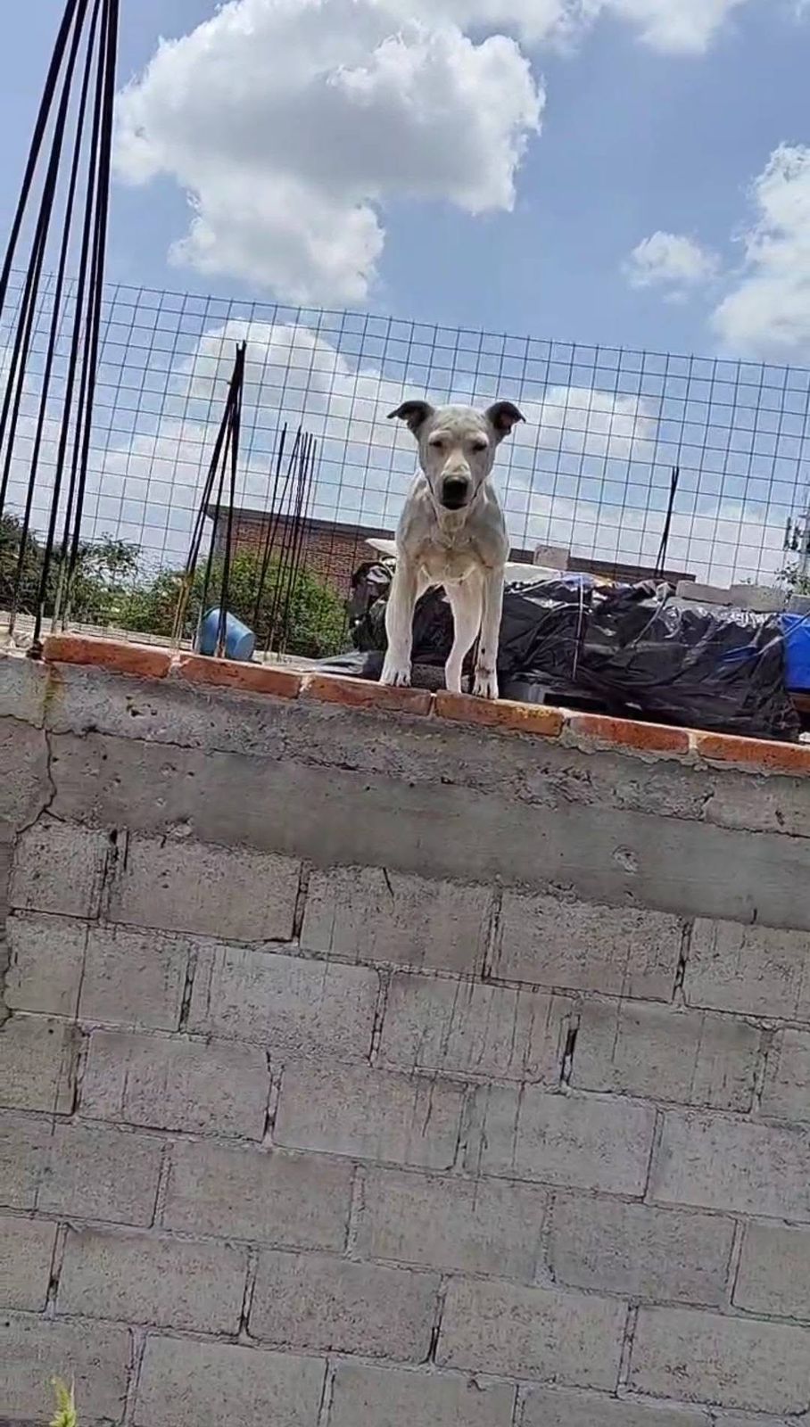 WhatsApp Image 2025-10-06 at 11.30.28 AM Imagen de Atiende Secretaría de Bienestar Animal denuncia viral de maltrato animal 3