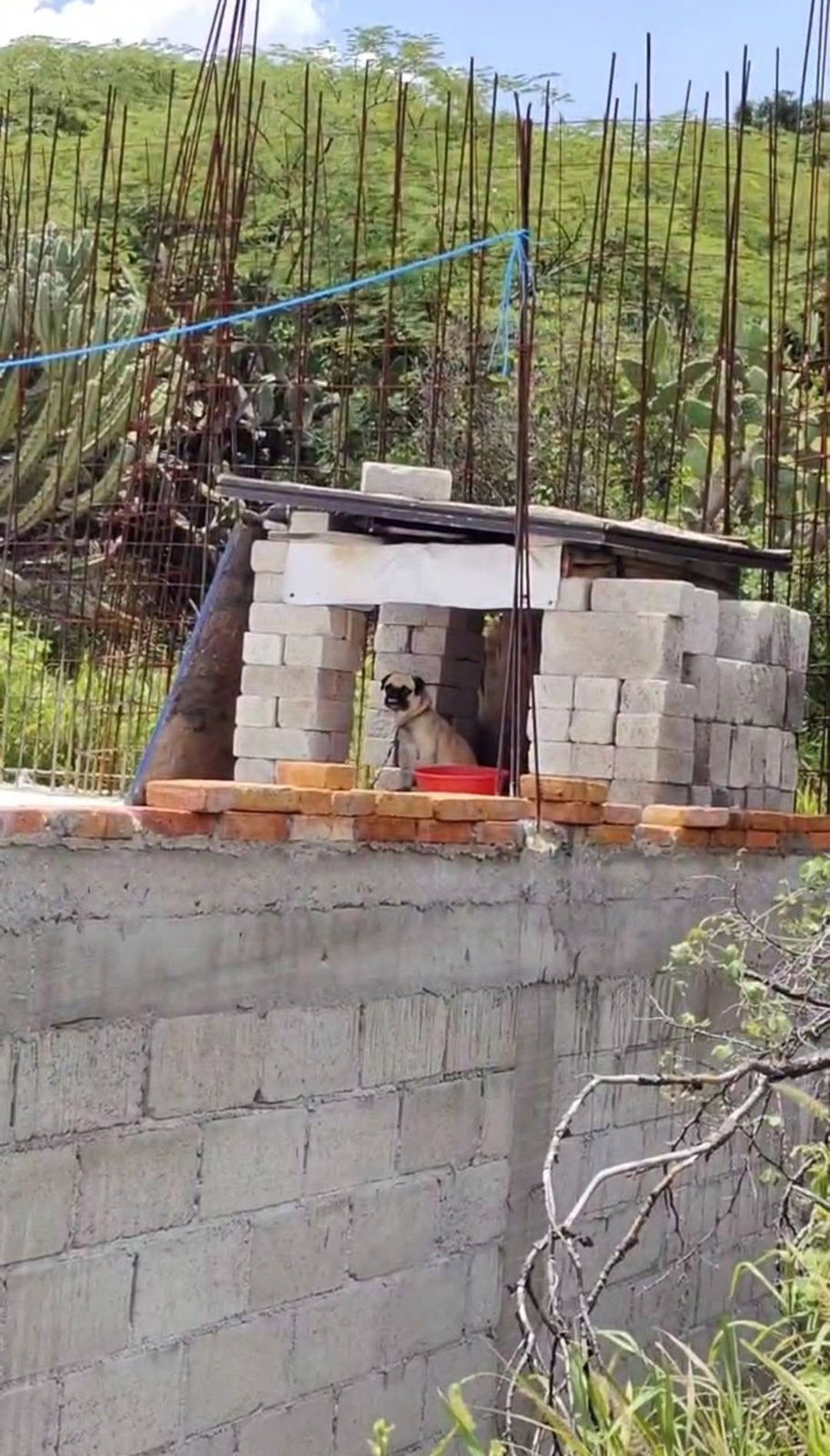 WhatsApp Image 2025-10-06 at 11.30.28 AM(2) Imagen de Atiende Secretaría de Bienestar Animal denuncia viral de maltrato animal 1