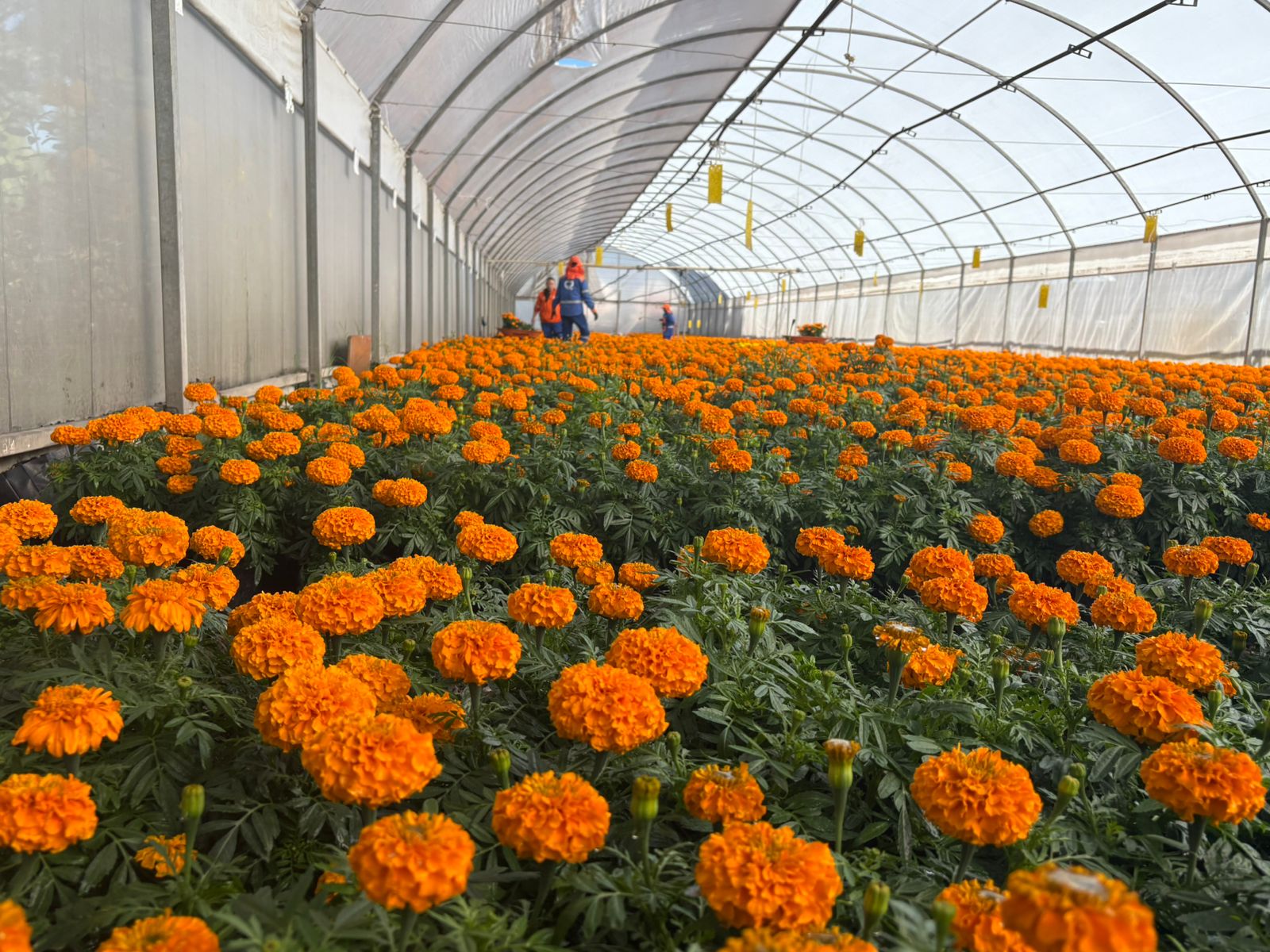 Imagen de Municipio de Querétaro, colocará más de 30 mil plantas para las festividades de Día de Muertos 9