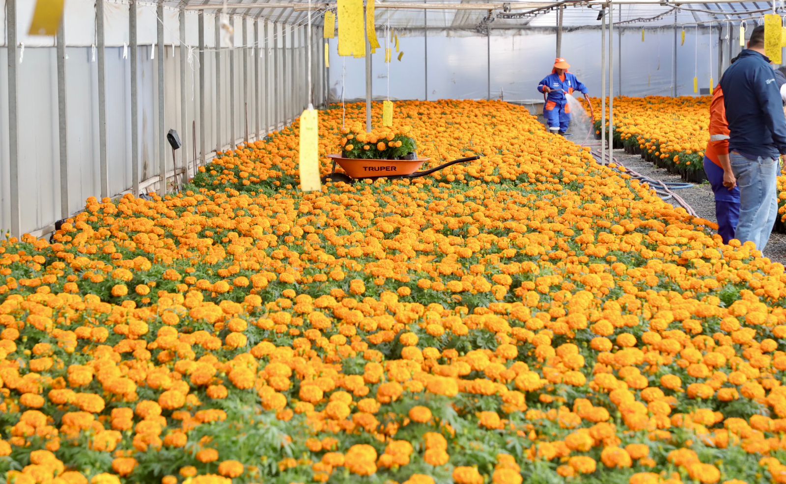 Imagen de Municipio de Querétaro, colocará más de 30 mil plantas para las festividades de Día de Muertos 8