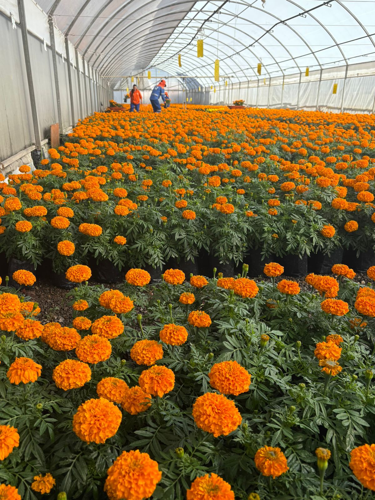 Imagen de Municipio de Querétaro, colocará más de 30 mil plantas para las festividades de Día de Muertos 7
