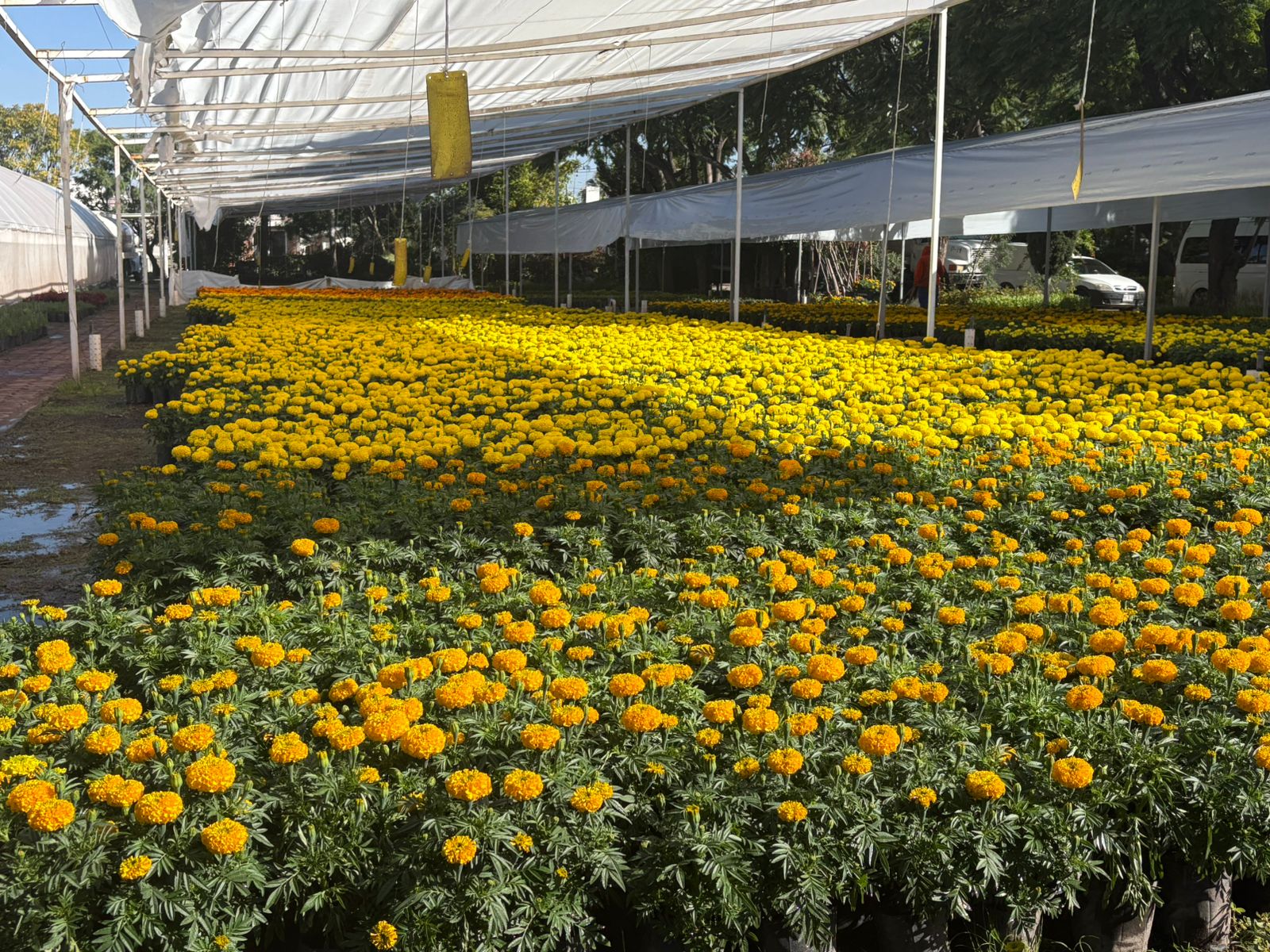 Imagen de Municipio de Querétaro, colocará más de 30 mil plantas para las festividades de Día de Muertos 6