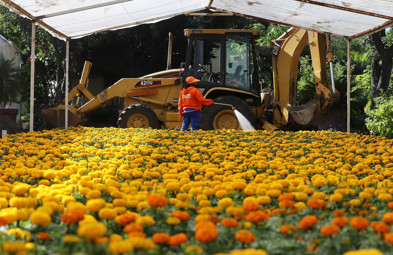 Imagen de Municipio de Querétaro, colocará más de 30 mil plantas para las festividades de Día de Muertos 4