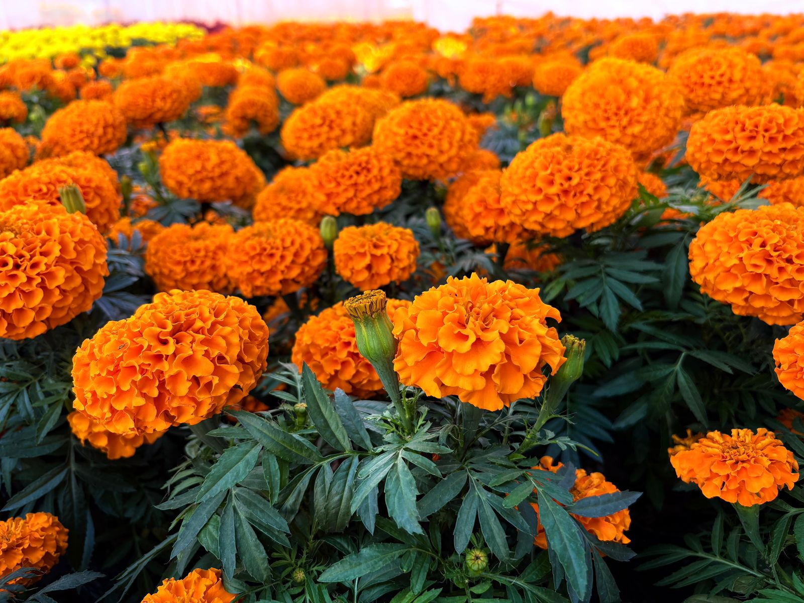 Imagen de Municipio de Querétaro, colocará más de 30 mil plantas para las festividades de Día de Muertos 3