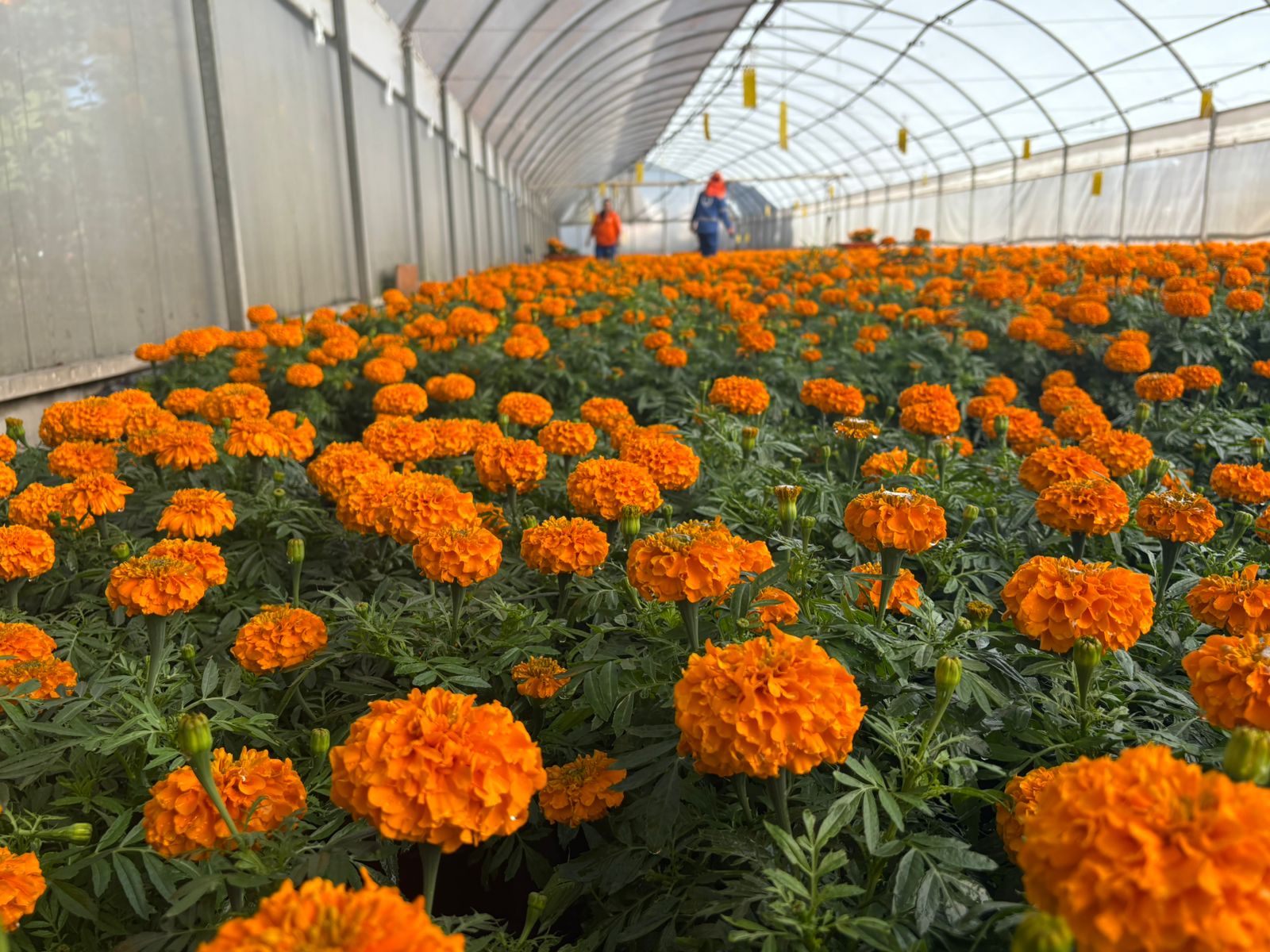Imagen de Municipio de Querétaro, colocará más de 30 mil plantas para las festividades de Día de Muertos 1