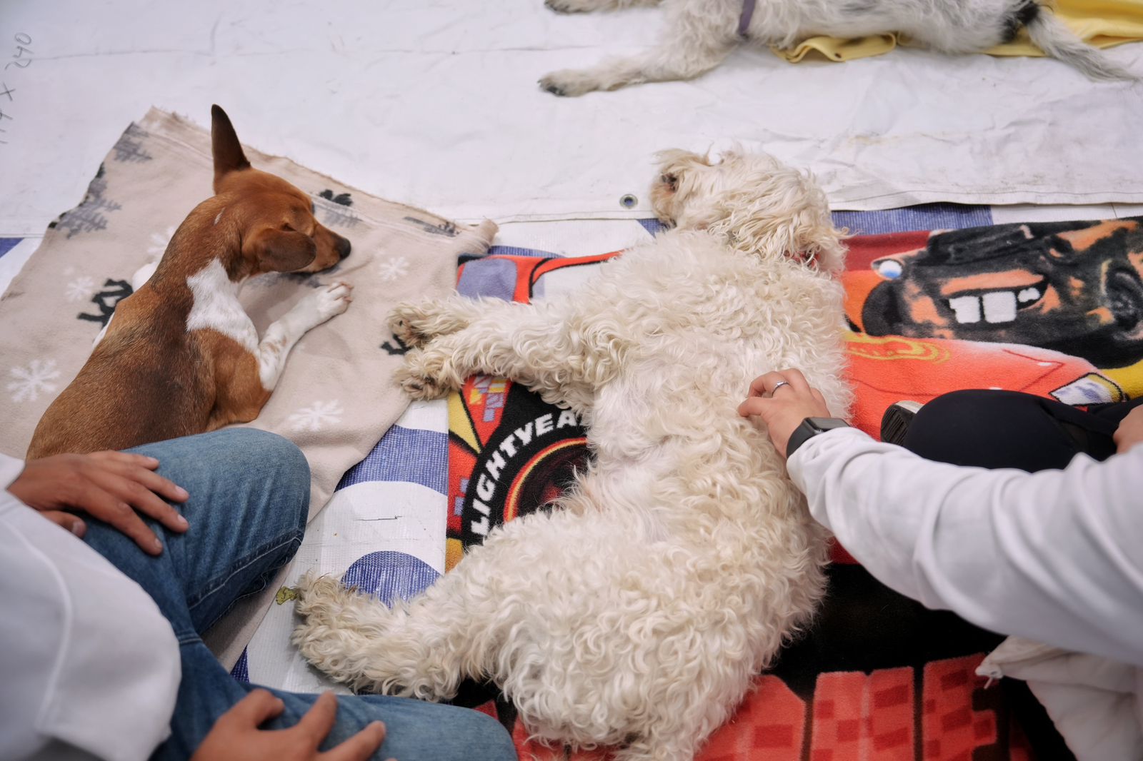 Imagen de Firma Felifer Macías convenio de colaboración entre el municipio de Querétaro y Mars Petcare México 4