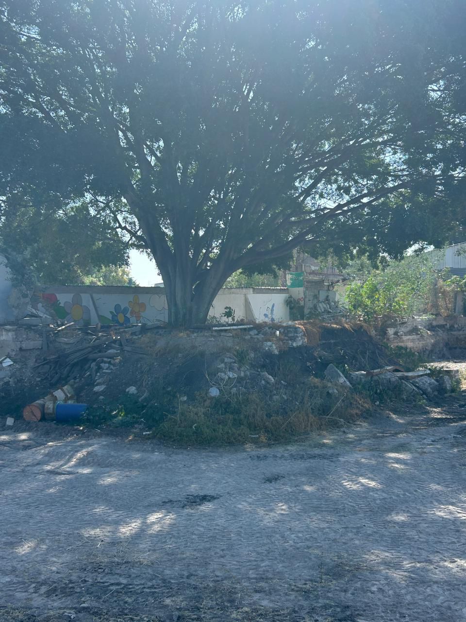 Imagen de Municipio de Querétaro atiende denuncia ciudadana por posible afectación a árbol en Las Teresas 1