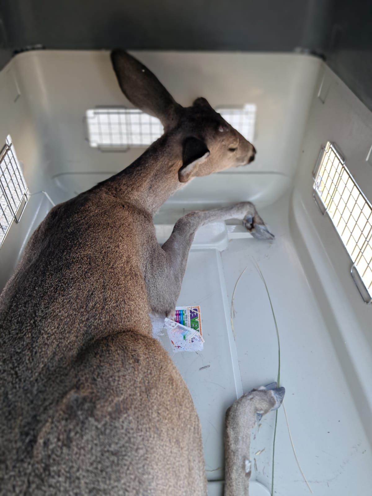 Imagen de Municipio de Querétaro realiza primera Feria de Bienestar Animal en Reforma Lomas 2