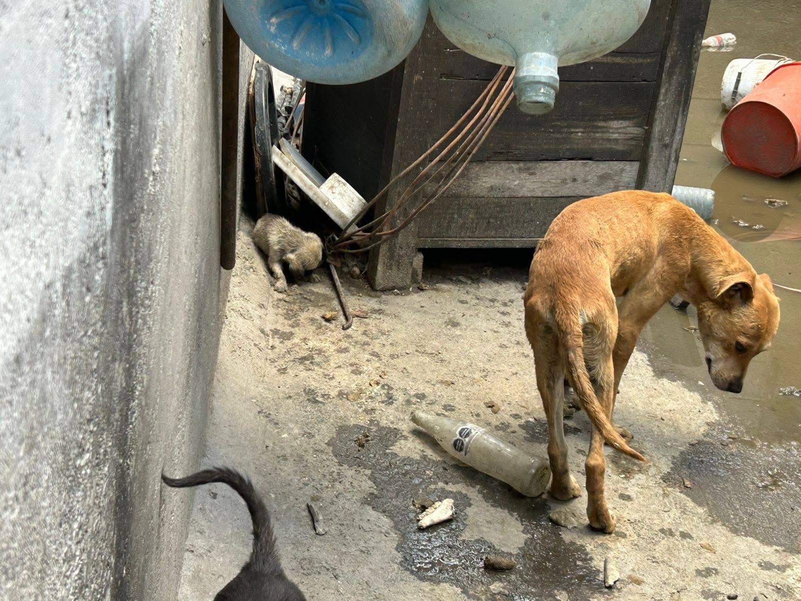 Imagen de Vela Felifer Macías para salvaguardar la integridad de los animales de compañía en situación de riesgo o vulnerabilidad 7