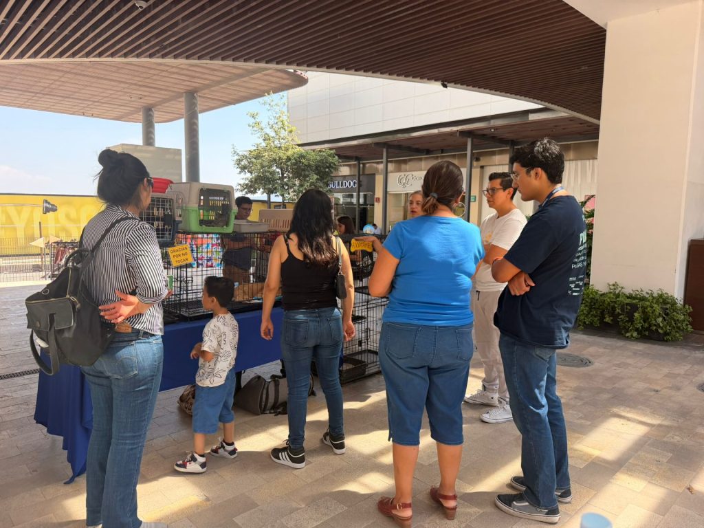 Imagen de Fortalece Municipio de Querétaro acciones de bienestar animal en las siete delegaciones 22
