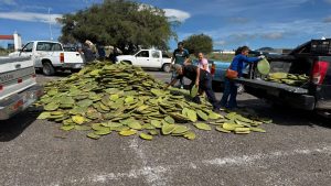 Imagen de Entrega Municipio de Querétaro Semilla de Maíz a productores queretanos 1
