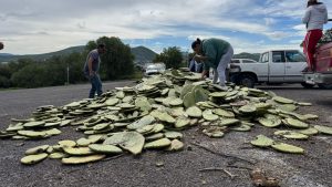 Imagen de Entrega Municipio de Querétaro Semilla de Maíz a productores queretanos 2